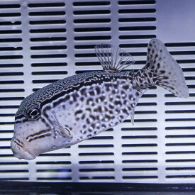 楽天市場 海水魚 フグ ペット ペットグッズ の通販