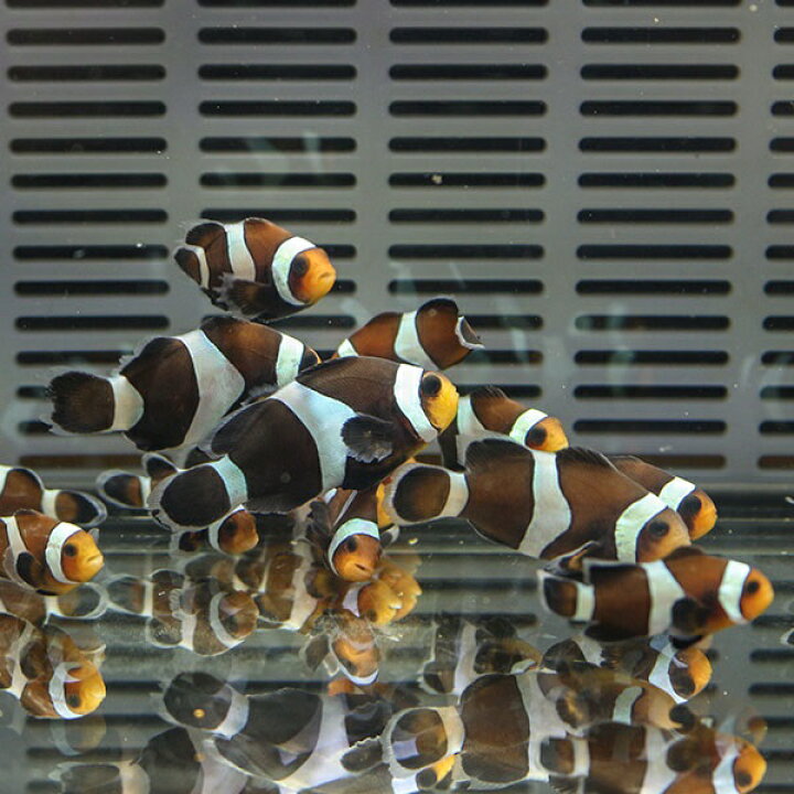 楽天市場 ブラックオセラリス 3匹 2 3cm 黒色等の色指定不可 海水魚 クマノミ 餌付け 15時までのご注文で当日発送 T115 アクアギフト楽天市場店