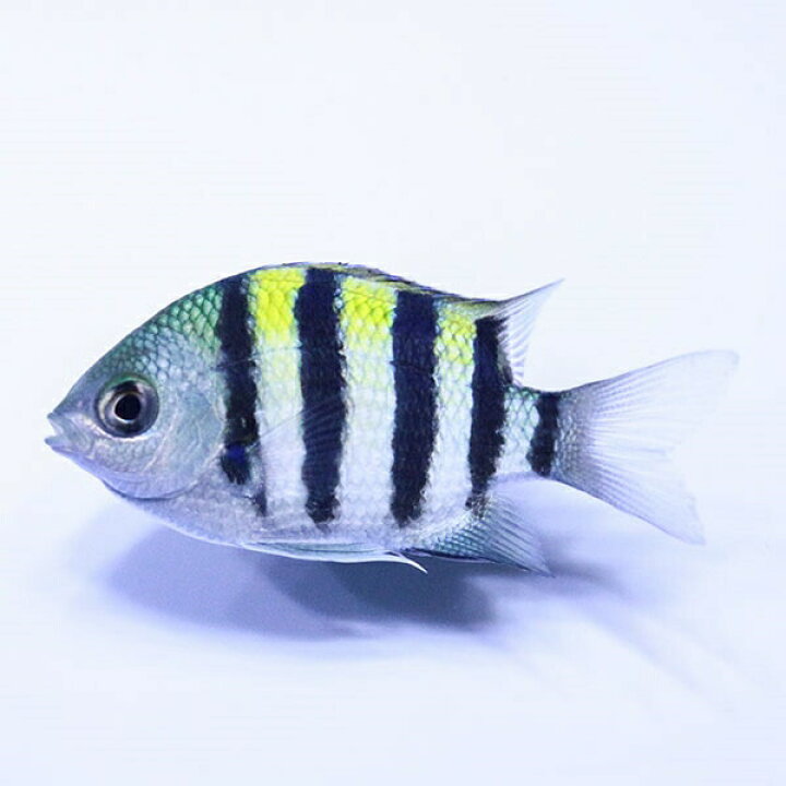 楽天市場 オヤビッチャ 3 4cm 海水魚 スズメダイ 15時までのご注文で当日発送 T117 アクアギフト楽天市場店