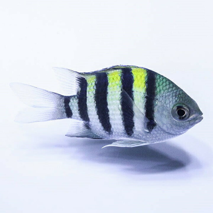楽天市場 ロクセンスズメダイ 3 4cm 海水魚 スズメダイ 15時までのご注文で当日発送 T117 アクアギフト楽天市場店