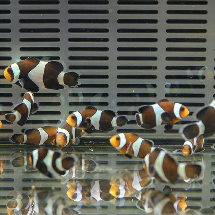 楽天市場 ブラックオセラリス 5匹 2 3cm 黒色等の色指定不可 海水魚 クマノミ 餌付け 15時までのご注文で当日発送 T115 アクアギフト楽天市場店