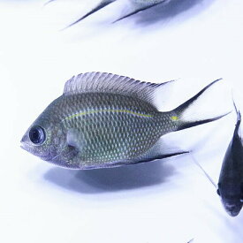楽天市場 海水魚 スズメダイの通販