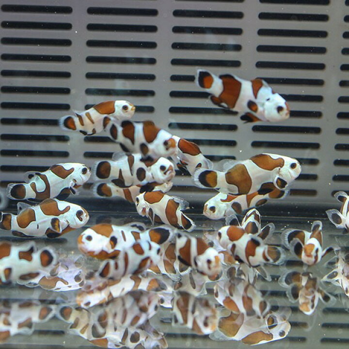 楽天市場 ブラックストームオセラリス 1匹 2 3cm 色指定不可 海水魚 クマノミ 餌付け 15時までのご注文で当日発送 T115 アクアギフト楽天市場店 楽天市場 ブラックストームオセラリス 1匹 2 3cm 色指定不可 海水魚 クマノミ 餌付け 15時までのご注文で当日発送 T115 アクアギフト楽天市場店