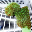 【サンプル】サンゴイソギンチャク グリーン 5-7cm±!15時までのご注文で当日発送(t213