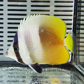 ミゾレチョウ 6-8cm±! 海水魚 チョウチョウウオ 15時までのご注文で当日発送(t114