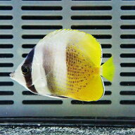 ミゾレチョウ 4-5cm±! 海水魚 チョウチョウウオ 餌付け 15時までのご注文で当日発送(t114