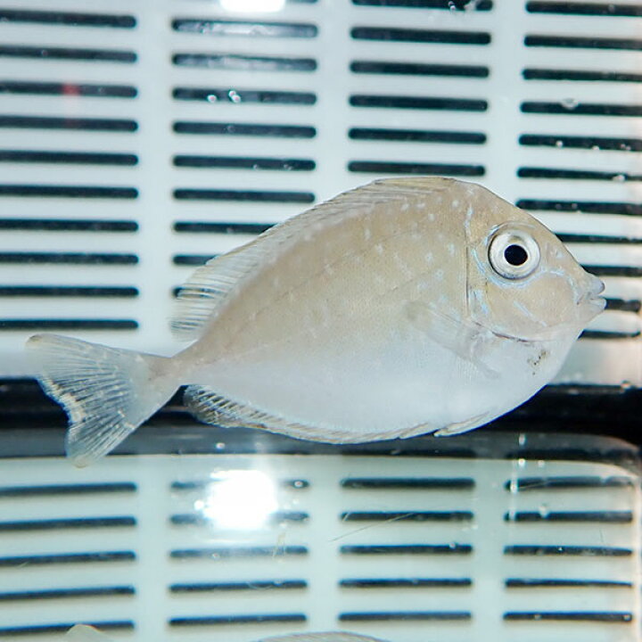 楽天市場 テングハギモドキ 5 7cm ハギ 海水魚 15時までのご注文で当日発送 T119 アクアギフト楽天市場店