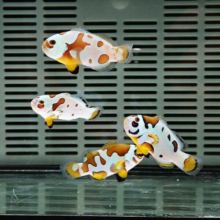 楽天市場】オレンジストームオセラリス【1匹】3-4cm± 色指定不可 