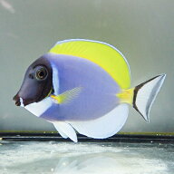 パウダーブルータン 9-11cm±! ハギ 海水魚 死着保証あり15時までのご注文で当日発送(t119