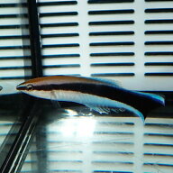 ホンソメワケベラ 5-8cm±! 海水魚 ベラ クリーナーフィッシュ 15時までのご注文で当日発送(t122