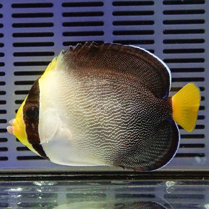 楽天市場 チリメンヤッコ 8 10cm 海水魚 ヤッコ 15時までのご注文で当日発送 T111 アクアギフト楽天市場店