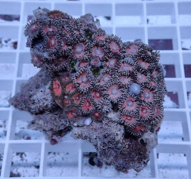 楽天市場 ソフトコーラルの通販