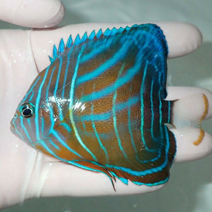 楽天市場】【現物8】ワヌケヤッコ 9.5cm± ! 海水魚 ヤッコ 15時までの 
