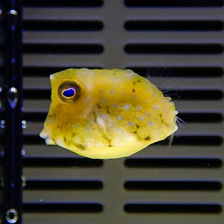 楽天市場 コンゴウフグ 1 2cm 海水魚 フグ 餌付け15時までのご注文で当日発送 T123 アクアギフト楽天市場店