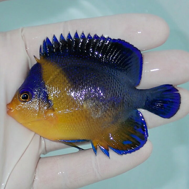 楽天市場 現物13 スミレヤッコ 8cm 海水魚 ヤッコ 15時までのご注文で当日発送 T111 アクアギフト楽天市場店