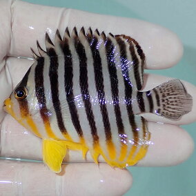 楽天市場 観賞魚 観賞魚の生態環境 海水 人気ランキング1位 売れ筋商品