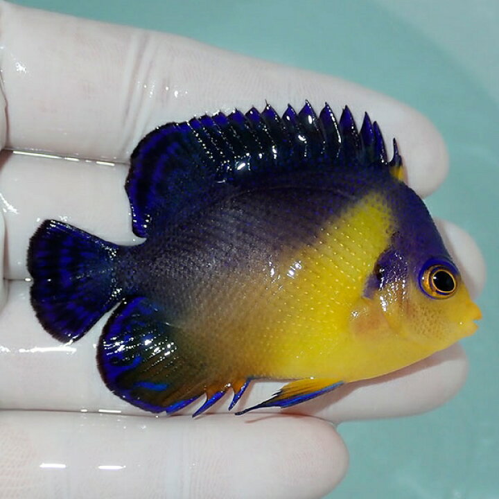 楽天市場 現物2 粒エサ餌付け済み スミレヤッコ 6 5cm 海水魚 ヤッコ 15時までのご注文で当日発送 T111 アクアギフト楽天市場店