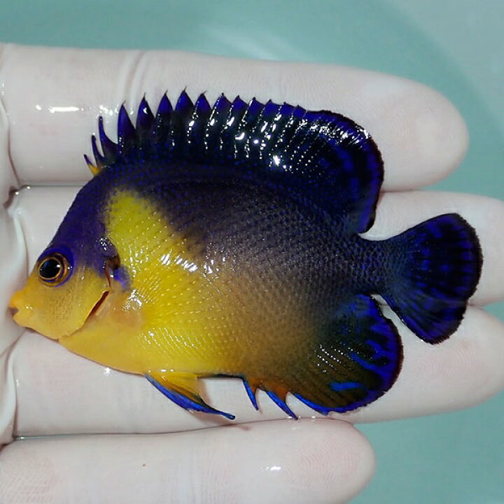 楽天市場 現物2 粒エサ餌付け済み スミレヤッコ 6 5cm 海水魚 ヤッコ 15時までのご注文で当日発送 T111 アクアギフト楽天市場店