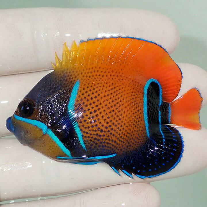 楽天市場 現物3 粒エサok イナズマヤッコ 6cm 海水魚 ヤッコ 15時までのご注文で当日発送 T111 T7 アクアギフト楽天市場店