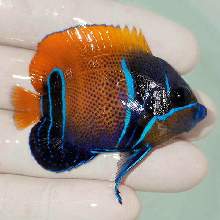 楽天市場 現物5 粒エサok イナズマヤッコ 5 5cm 海水魚 ヤッコ 15時までのご注文で当日発送 T111 T7 アクアギフト楽天市場店 楽天市場 現物5 粒エサok イナズマヤッコ 5 5cm 海水魚 ヤッコ 15時までのご注文で当日発送 T111 T7 アクアギフト楽天市場店