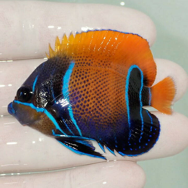 楽天市場 現物5 粒エサok イナズマヤッコ 5 5cm 海水魚 ヤッコ 15時までのご注文で当日発送 T111 T7 アクアギフト楽天市場店