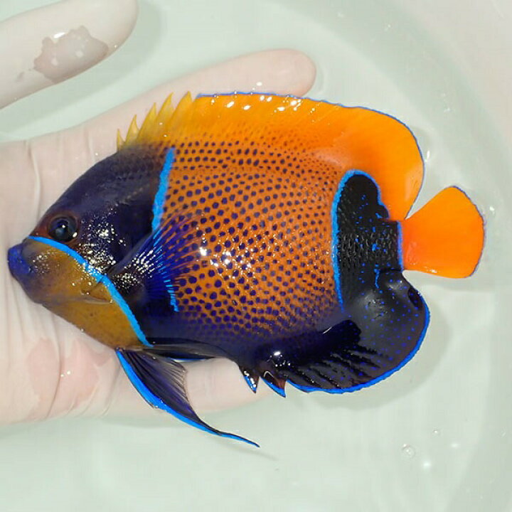 楽天市場 現物15 イナズマヤッコ 14 5cm 海水魚 ヤッコ 15時までのご注文で当日発送 T111 T7 アクアギフト楽天市場店