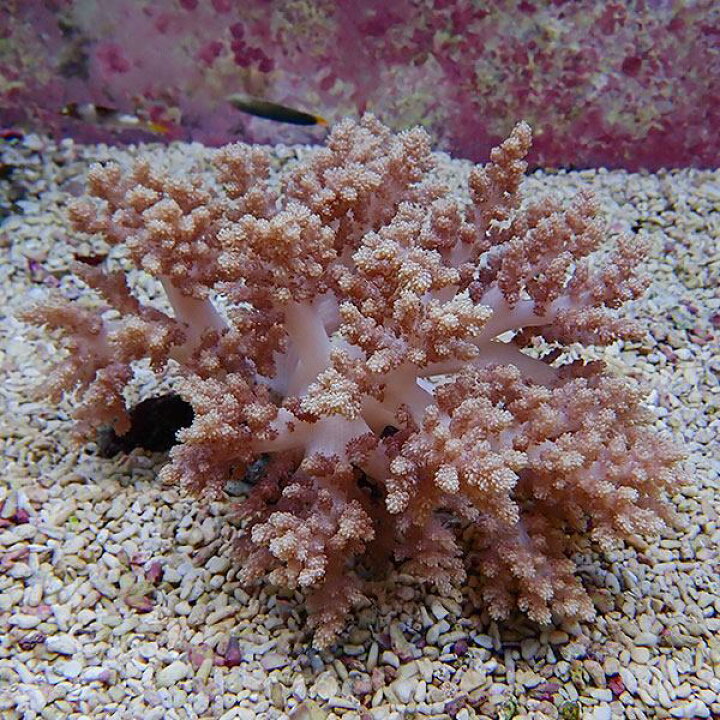 楽天市場 サンゴ現物3 チヂミトサカ 16 13cm 沖縄産 15時までのご注文で当日発送 サンゴ T145 アクアギフト楽天市場店