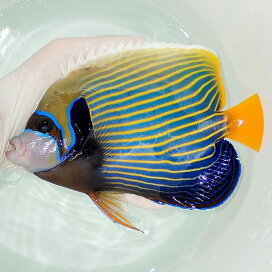 楽天市場 海水魚 生体 小型ヤッコ タテキン ウズマキ アクアギフト楽天市場店