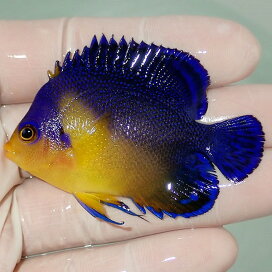 楽天市場 海水魚 生体 小型ヤッコ スミレヤッコ アクアギフト楽天市場店