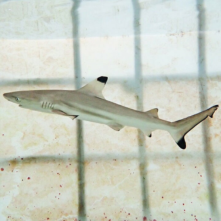 楽天市場 発送相談可能 ブラックチップシャーク 餌付け済み 48cmぐらい 海水魚 サメ 15時までのご注文で当日発送 T231 アクアギフト楽天市場店 楽天市場 発送相談可能 ブラックチップシャーク 餌付け済み 48cmぐらい 海水魚 サメ 15時までのご注文で当日発送 T231 アクアギフト楽天市場店