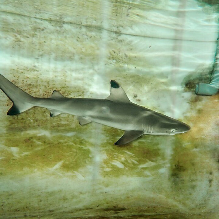 楽天市場 発送相談可能 ブラックチップシャーク 餌付け済み 48cmぐらい 海水魚 サメ 15時までのご注文で当日発送 T231 アクアギフト楽天市場店