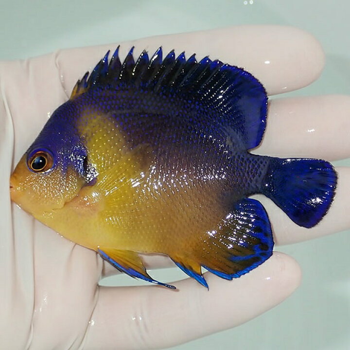 楽天市場 現物4 スミレヤッコ 8 5cm 海水魚 ヤッコ 15時までのご注文で当日発送 T111 アクアギフト楽天市場店