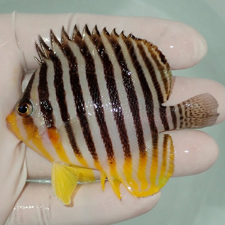 楽天市場 現物3 シマヤッコ 7cm 海水魚 生体 15時までのご注文で当日発送 T111 T7 アクアギフト楽天市場店