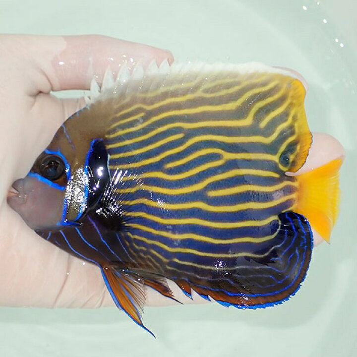 楽天市場 現物7 タテジマキンチャクダイ 12 5cm 海水魚 ヤッコ 15時までのご注文で当日発送 T111 T7 アクアギフト楽天市場店