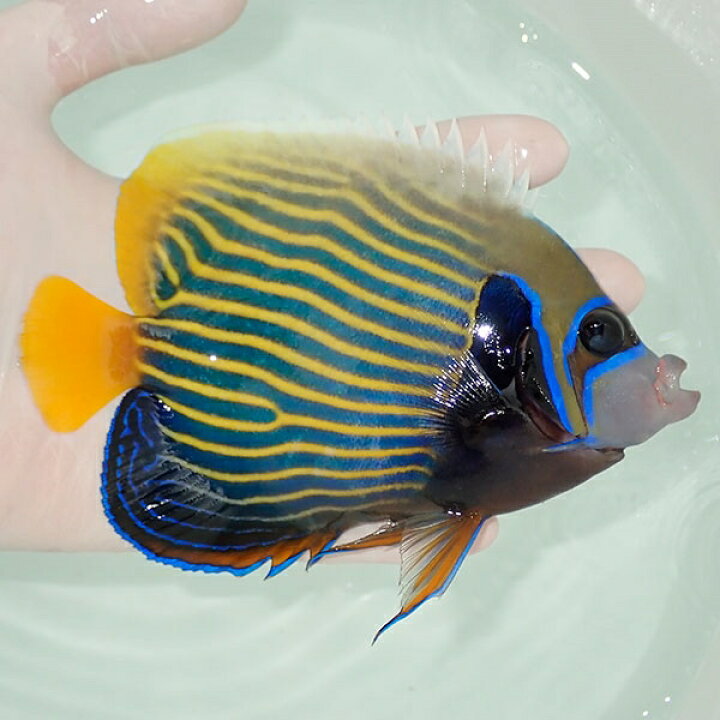 楽天市場 現物8 タテジマキンチャクダイ 14cm 海水魚 ヤッコ 15時までのご注文で当日発送 T111 T7 アクアギフト楽天市場店