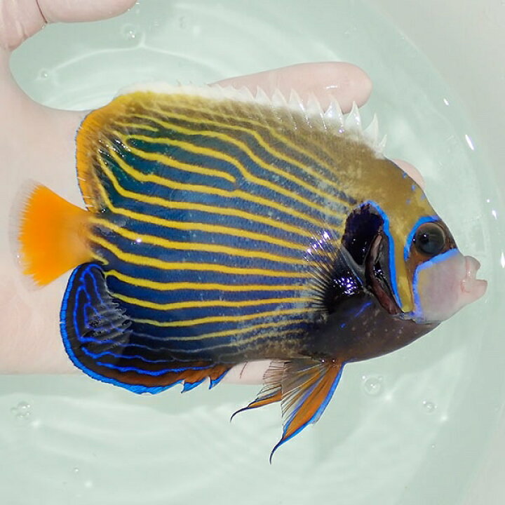 楽天市場 現物9 タテジマキンチャクダイ 14 5cm 海水魚 ヤッコ 15時までのご注文で当日発送 T111 T7 アクアギフト楽天市場店
