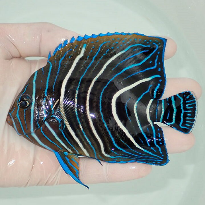 楽天市場】【現物2】サザナミヤッコ 12cm± !海水魚 生体 15時までのご 
