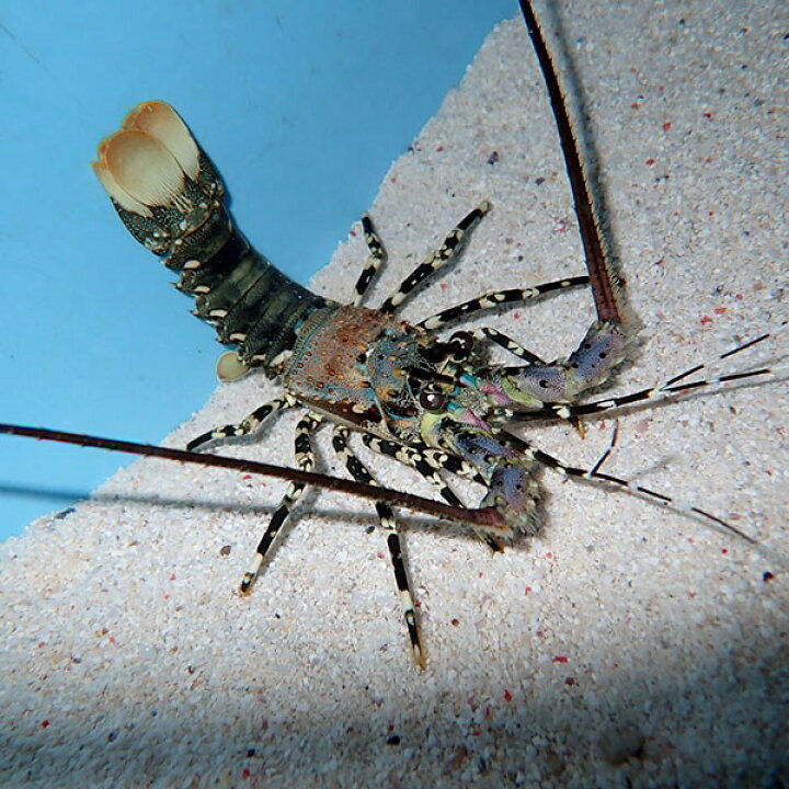 楽天市場 ニシキエビ 10 12cm 海水魚 エビ 15時までのご注文で当日発送 T129 アクアギフト楽天市場店