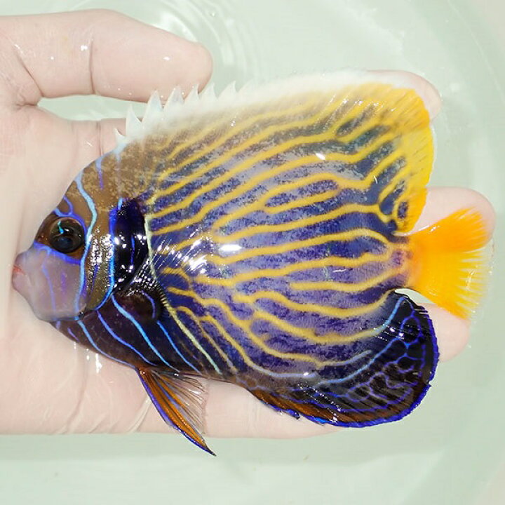 楽天市場 現物2 タテジマキンチャクダイ 12 5cm 海水魚 ヤッコ 15時までのご注文で当日発送 T111 T7 アクアギフト楽天市場店