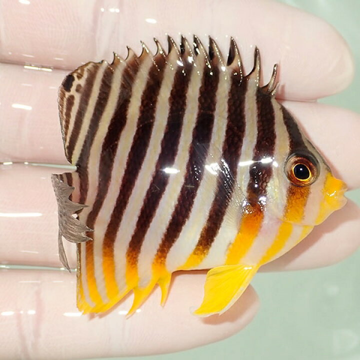 楽天市場 現物13 シマヤッコ 6 5cm 海水魚 生体 15時までのご注文で当日発送 T111 T7 アクアギフト楽天市場店