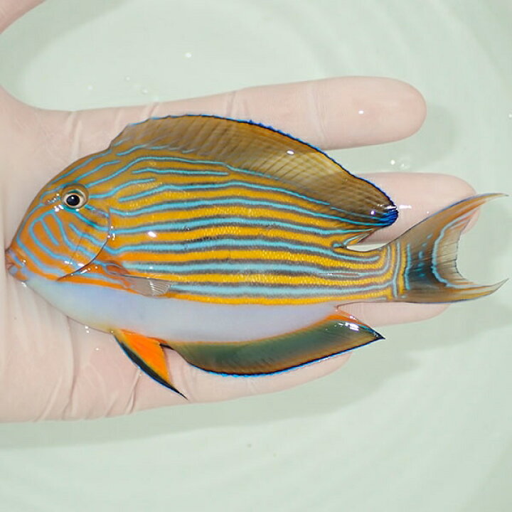 楽天市場 現物3 ニジハギ 12cm 海水魚 ハギ 15時までのご注文で当日発送 T119 T7 アクアギフト楽天市場店