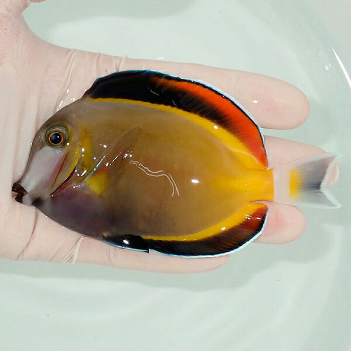 楽天市場】【現物2】ナミダクロハギbig 11cm± ! 海水魚 ハギ 15時まで 