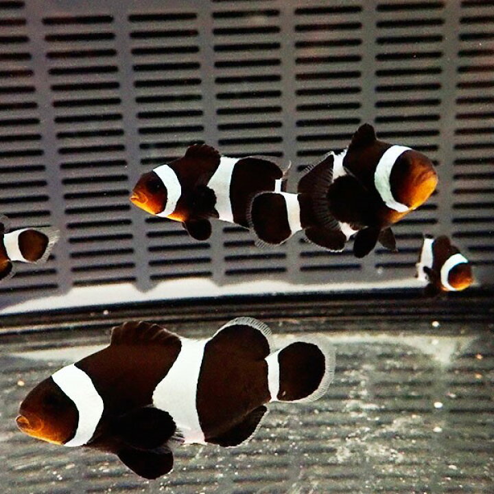 楽天市場】ブラックオセラリス 3-4cm± 黒色等の色指定不可! 海水魚 