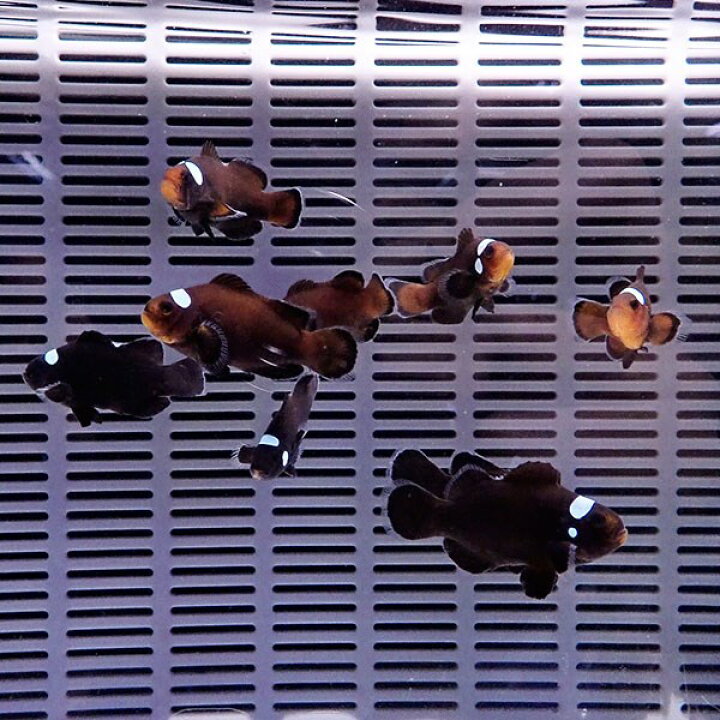 楽天市場】ドミノクラウン【1匹】4-5cm±! 海水魚 クマノミ 餌付け 15時 