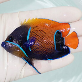 【現物2】粒エサOK イナズマヤッコ 8.5cm± !海水魚 ヤッコ 15時までのご注文で当日発送(t111(t207