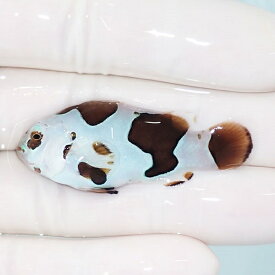 【現物3】ピカソストーム 4.7cm± ! ブリード 海水魚 カクレクマノミ(t111(t207