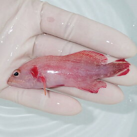 【現物1】顔にスレ有り ニジハタ 8.5cm± !海水魚 ハタ 餌付け 15時までのご注文で当日発送(t120(t207