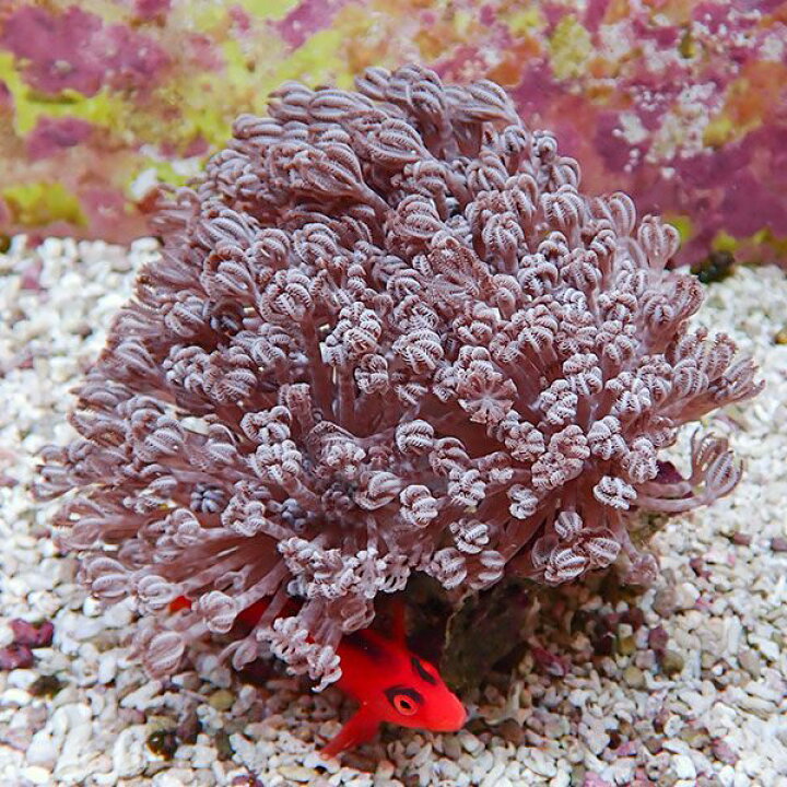 楽天市場】【サンゴ現物37】パクパクウミアザミ 12-13cm!15時までのご 