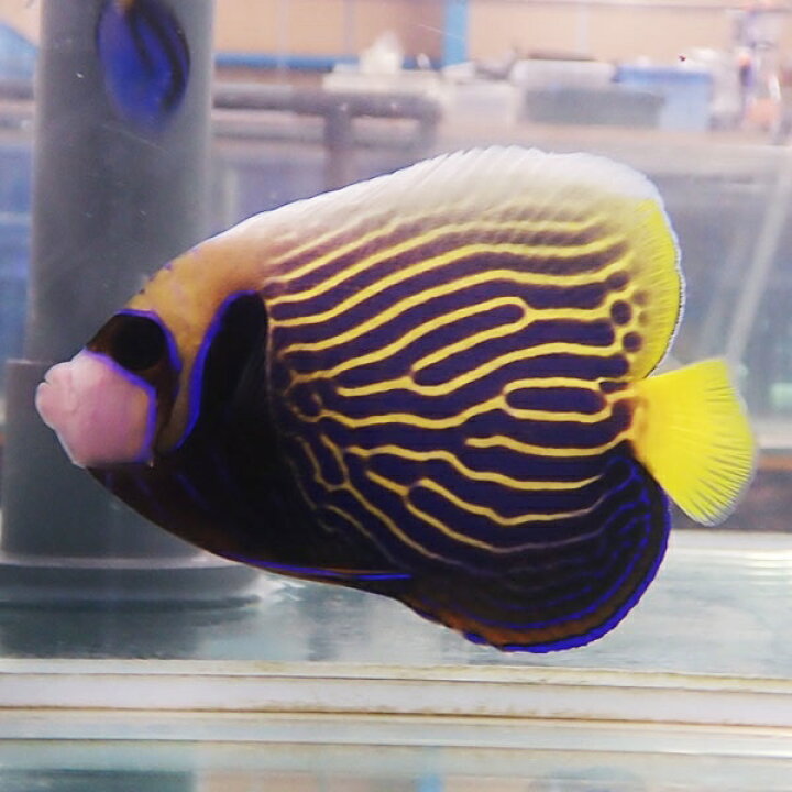 楽天市場】【現物1】粒餌OK タテジマキンチャクダイ 13cm±!海水魚  