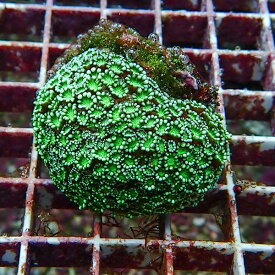 【サンゴ現物3】アワサンゴ! 15時までのご注文で当日発送 【サンゴ】(t221
